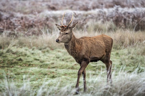 Sie sehen ein Bild von einem Spießer. Junger Hirsch auf Wanderschaft stockfoto Foto: © Kevin White – Stock photo ID:1451729093