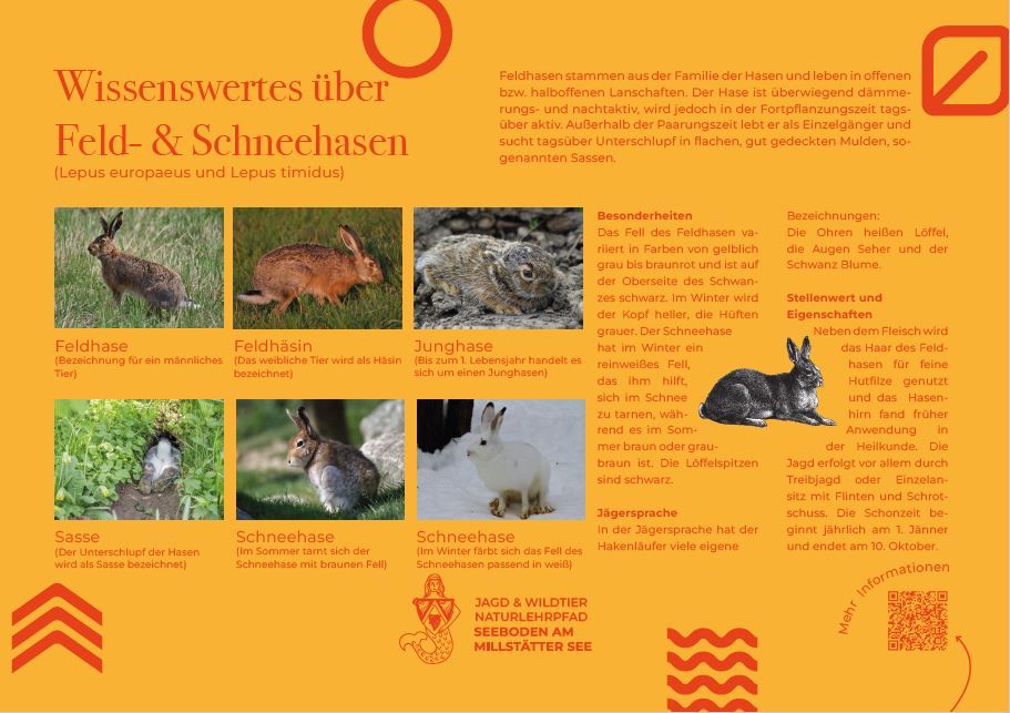 Sie sehen die Tafel mit allen Informationen zum Feld- & Schneehasen. Der QR- Code führt vom Lehrpfad auf diese Seite um alle Informationen zu erhalten. 