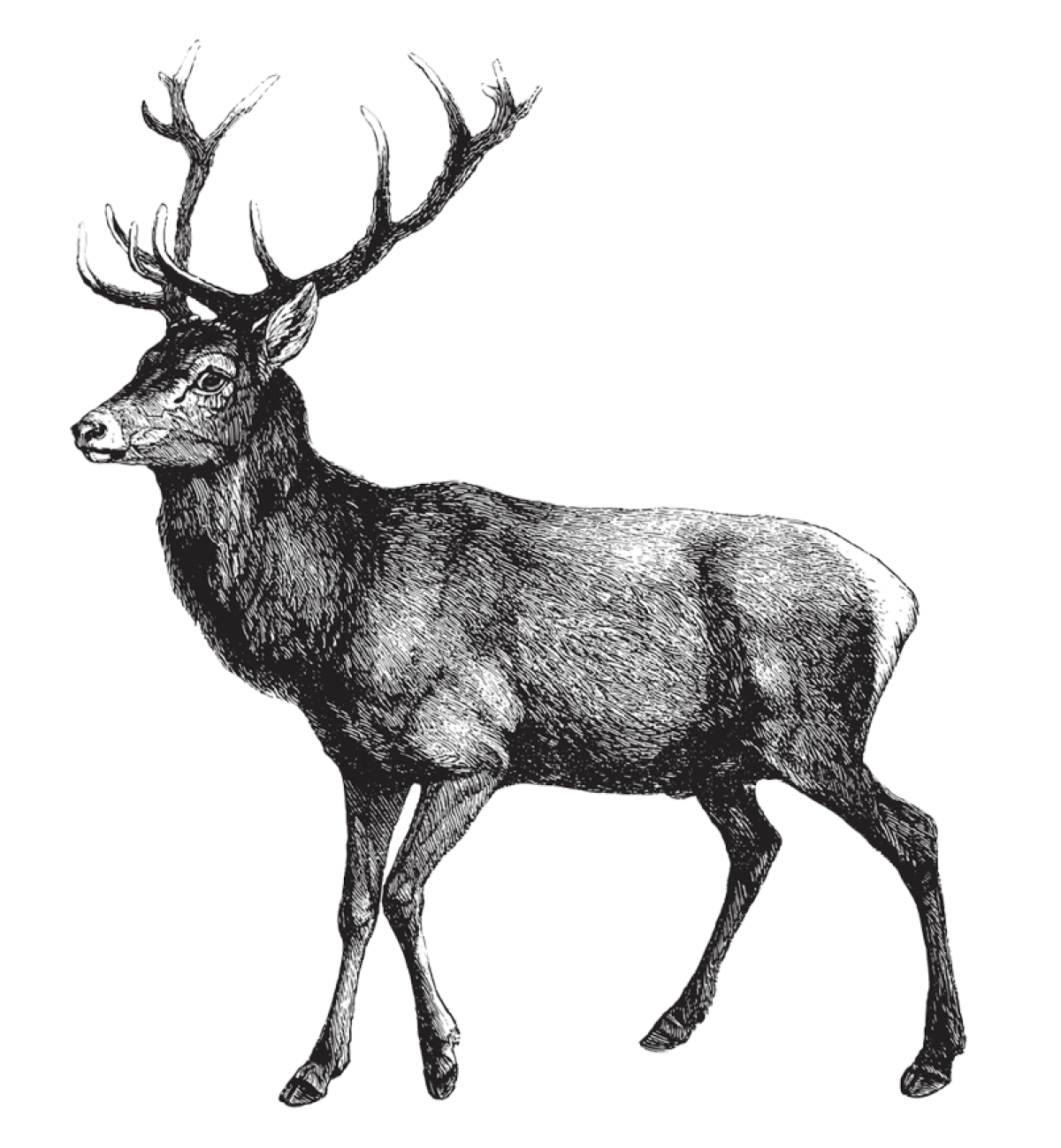 Sie sehen ein Bild mit einem Rotwild - Vintage gravierte Illustration isoliert auf weißem Hintergrund - Rothirsch (Cervus Elaphus) - Foto: © Hein Nouwens -  Stock illustration ID:1366013075