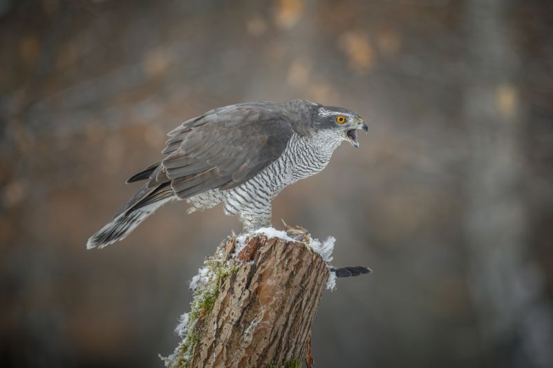 Sie sehen eine Bild mit einem Habicht - Foto: © Bernhard Huber