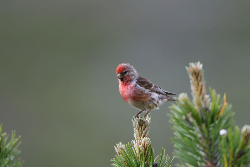 Sie sehen ein Bild von einem Birkenzeisig - Foto: © Bernhard Huber