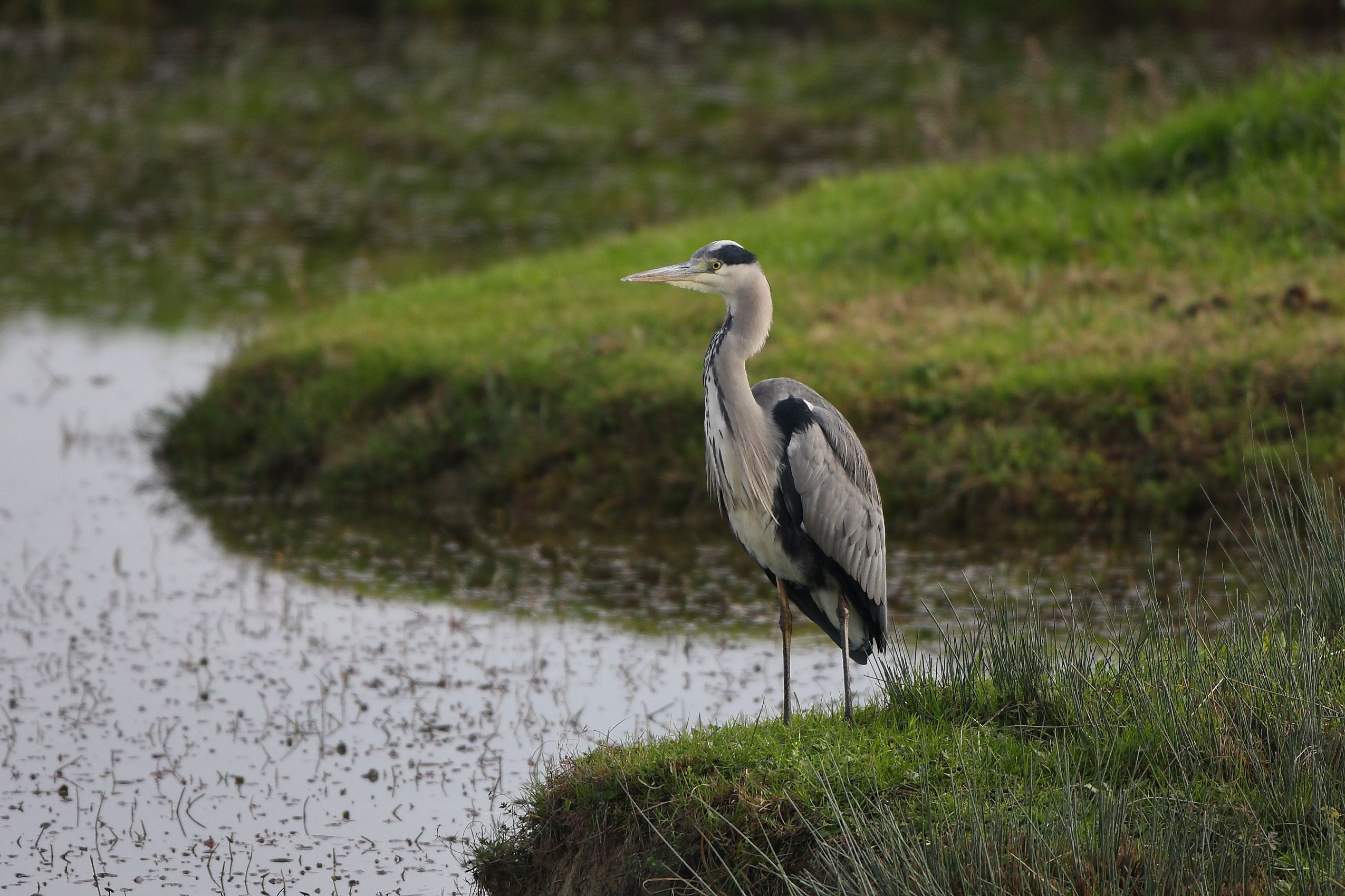 Sie sehen ein Bild mit dem Stockschwämmchen - einen ansammlung an braunen Pilzen im Laub