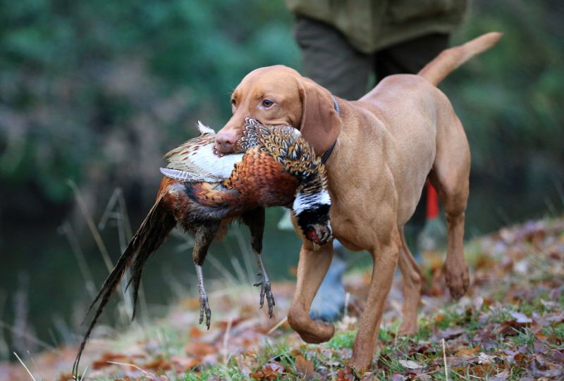 Sie sehen ein Bild mit einem Jagdhund - Jagdhund trägt toten Fasan stockfoto. Foto: ©The_Chickenwing Stock photo ID:1129894403