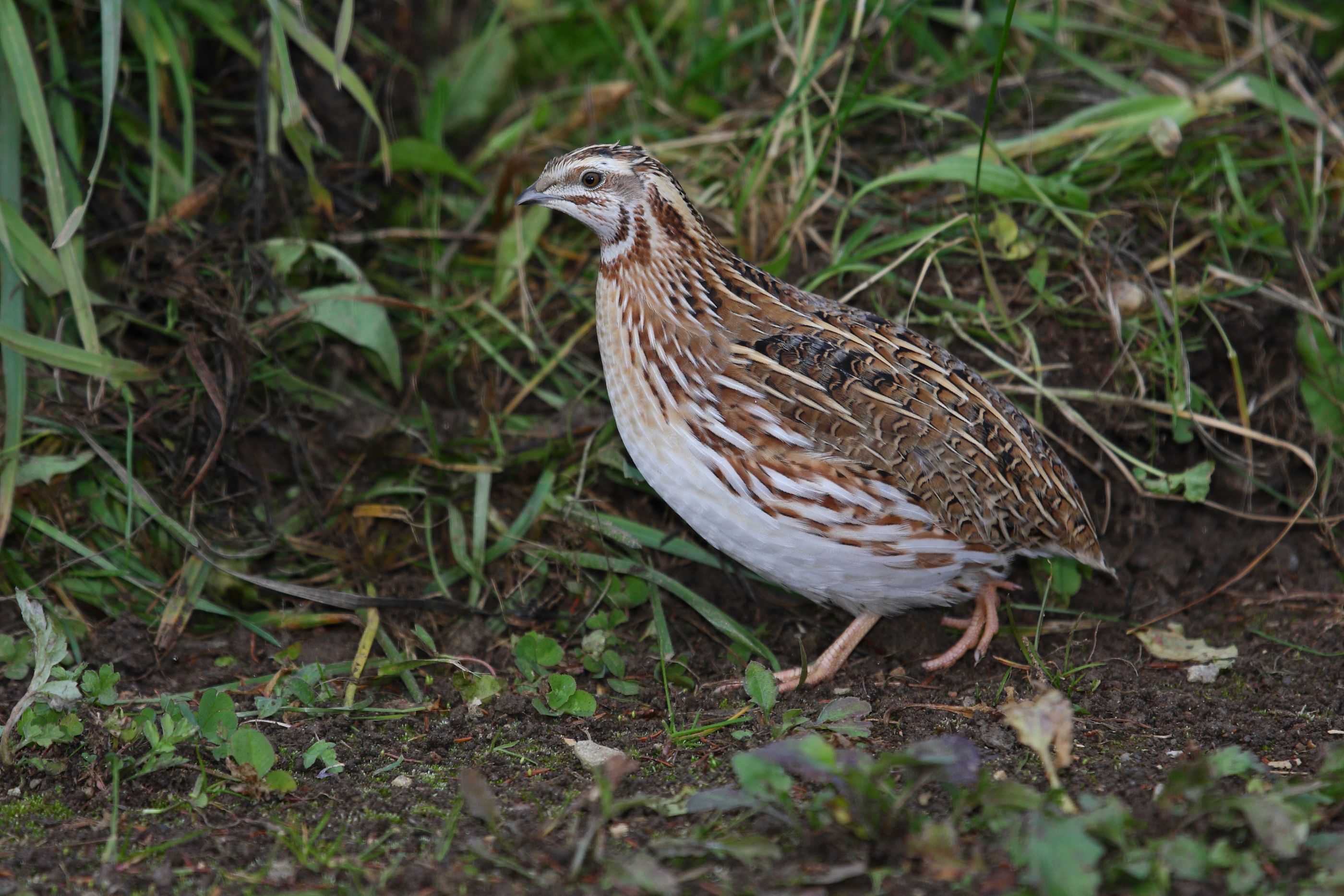 Sie sehen ein Bild mit einer Wachtel - Sie hat ein braunes, getupftes Gefieder