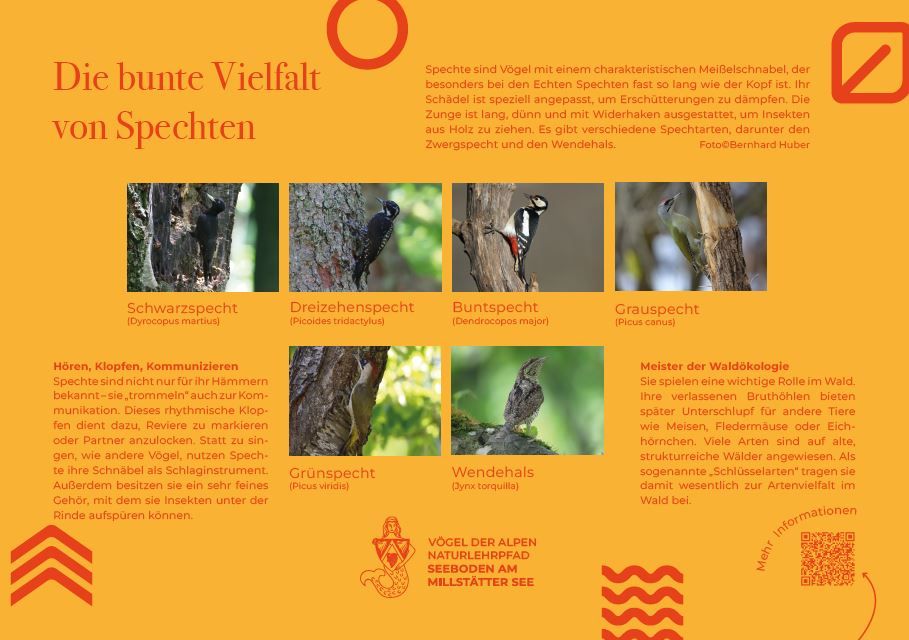 Sie sehen die Tafel mit allen Informationen. Der QR- Code führt vom Lehrpfad auf diese Seite um alle Informationen zu erhalten. 