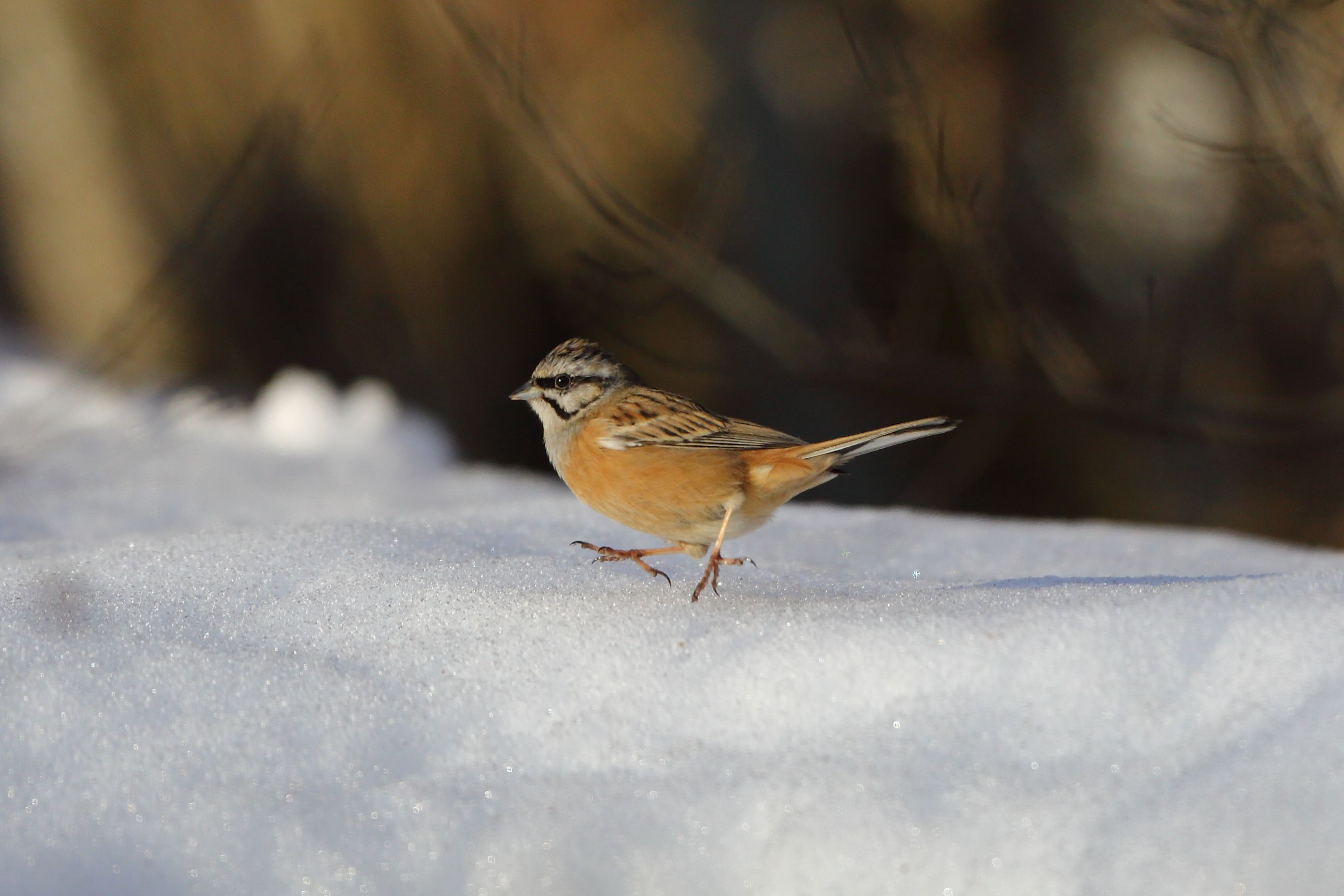 Sie sehen ein Bild mit der Zippammer - Ihr Gefieder ist hauptsächlich in Brauntönen