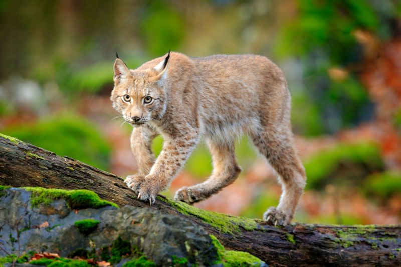 Sie sehen ein Bild mit einem Luchs  -Luchs im Wald. Gehende eurasische Wildkatze auf grünem, moosbedecktem Stein, grüne Bäume im Hintergrund. Wildkatze im natürlichen Lebensraum, Tschechien, Europa. Tierszene aus der Natur. Schönes Pelzmanteltier. Foto: © Ondrej Prosicky -Stock photo ID:1250202081
