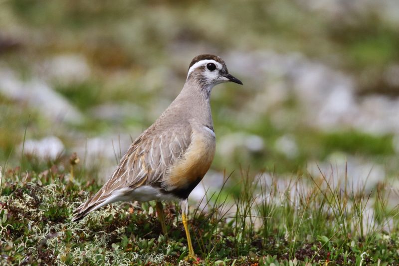 Sie sehen ein Bild mit einem Mornellregenpfeifer- Foto: © Bernhard Huber