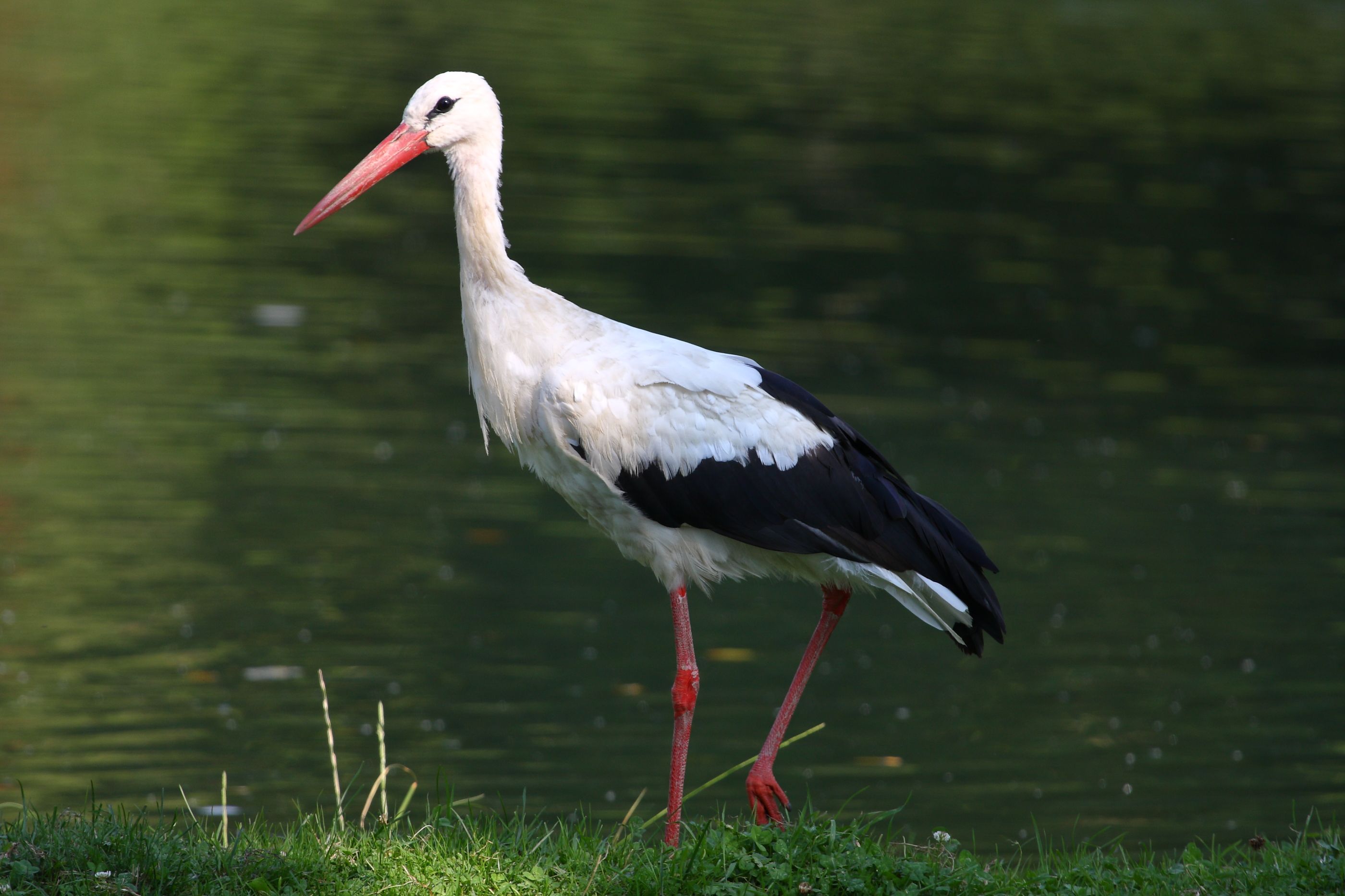 Sie sehen ein Bild mit dem Weißstorch - sein Körper ist weiß mit schwarzen Flügelspitzen