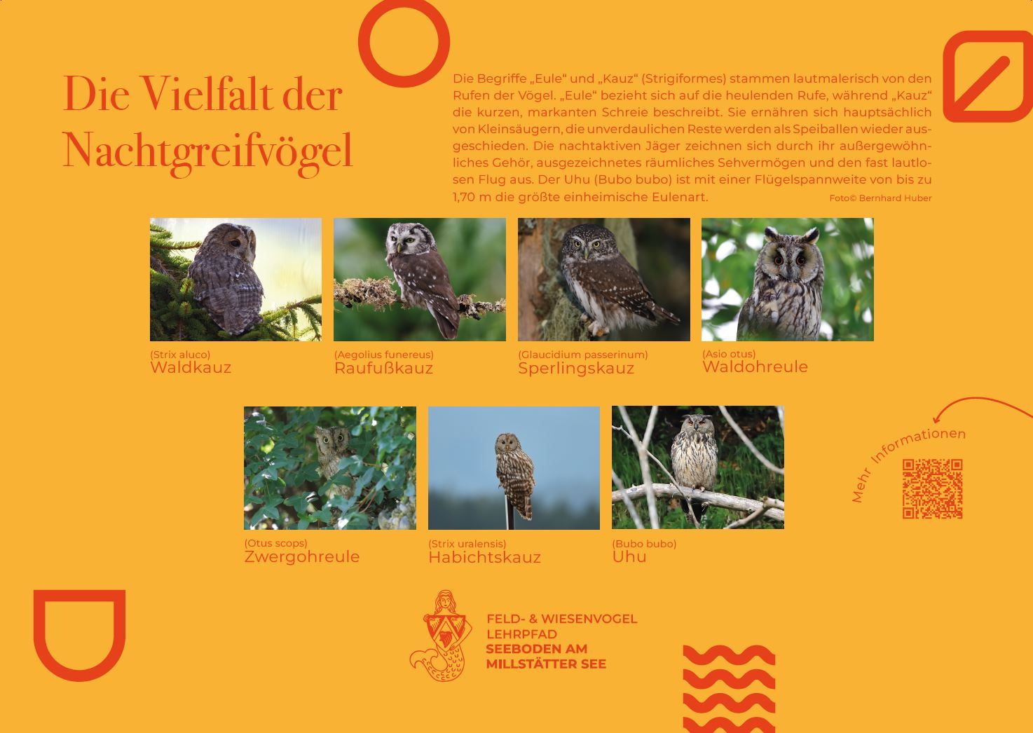Sie sehen die Tafel mit allen Informationen zu Nachtgreifvögel