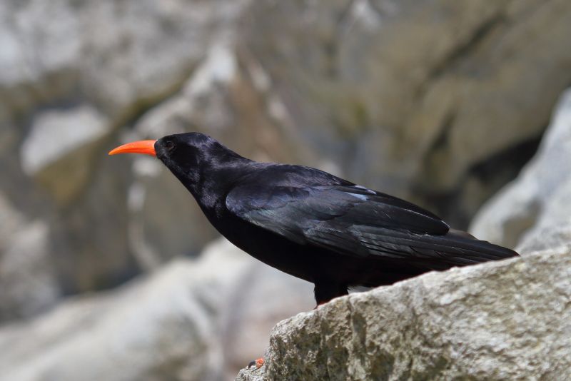 Sie sehen ein Bild mit einer Alpenkrähe -  Foto: © Bernhard Huber
