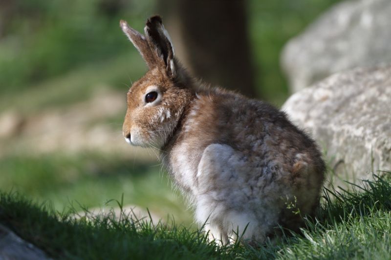 Sie sehen ein Bild mit einem Schneehase im Sommer - Foto: © Bernhard Huber