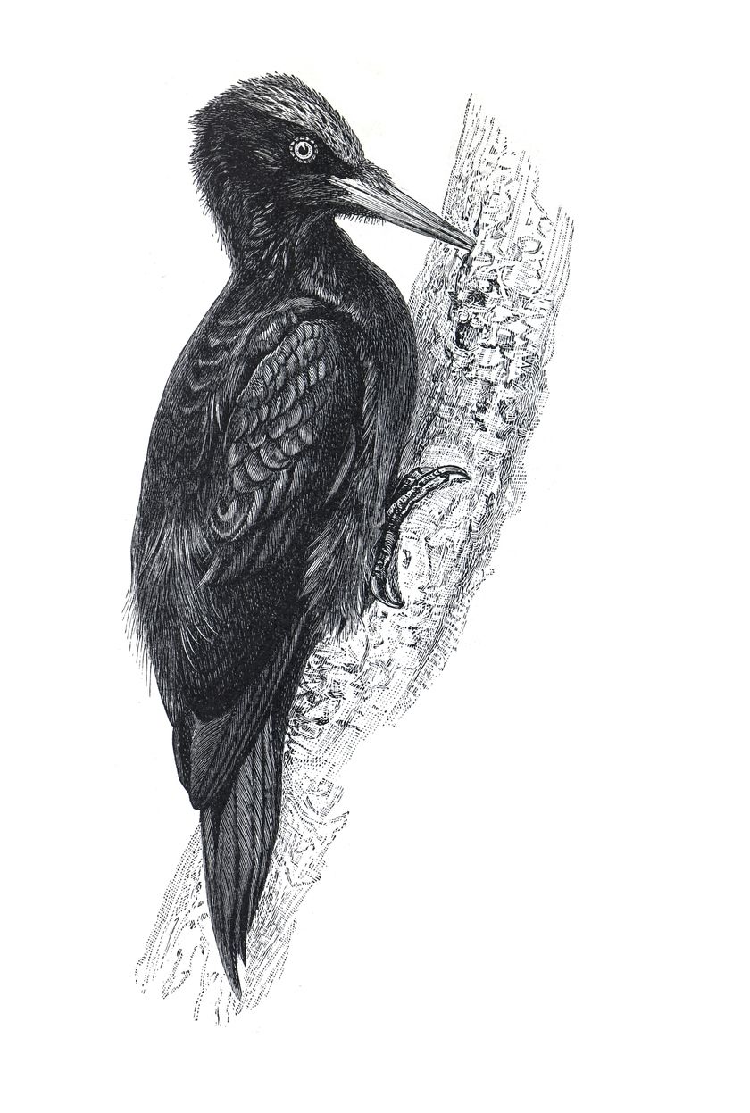 Sie sehen ein Bild mit einem Specht - Schwarzspecht (Dryocopus martius), handgezeichnete Vintage-Vogelillustration. - Foto: © L Feddes - Stock illustration ID:1366771746