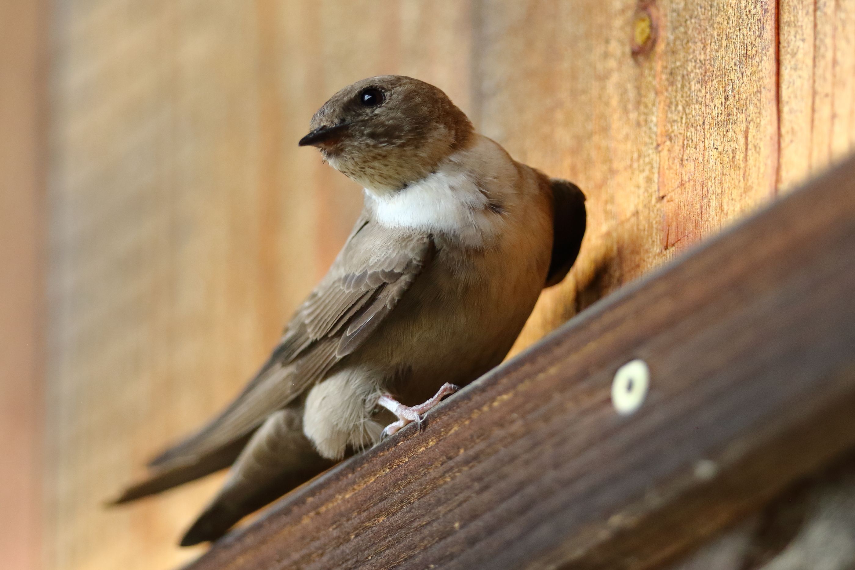 Sie sehen ein Bild mit der Felsenschwalbe - Ihr Gefieder ist dunkelbraun bis schwarz