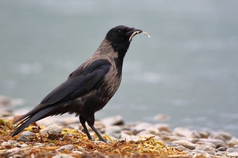 Sie sehen ein Bild von einer Nebelkrähe -  Foto: © Bernhard Huber