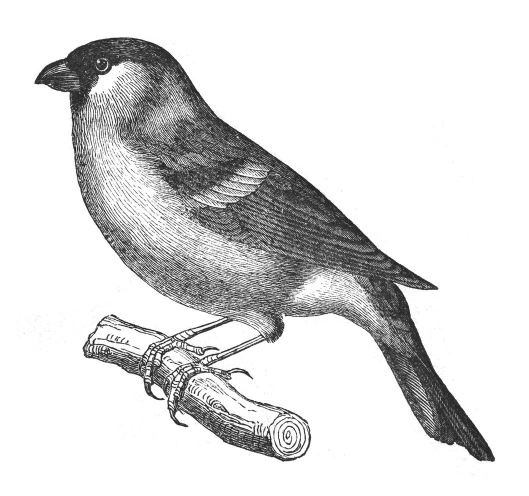 Sie sehen ein Bild mit einem Fink - Vintage gravierte Illustration isoliert auf weißem Hintergrund - Eurasischer Gimpel (Pyrrhula pyrrhula). - Foto: © Hein Nouwens - Stock illustration ID:1369306028