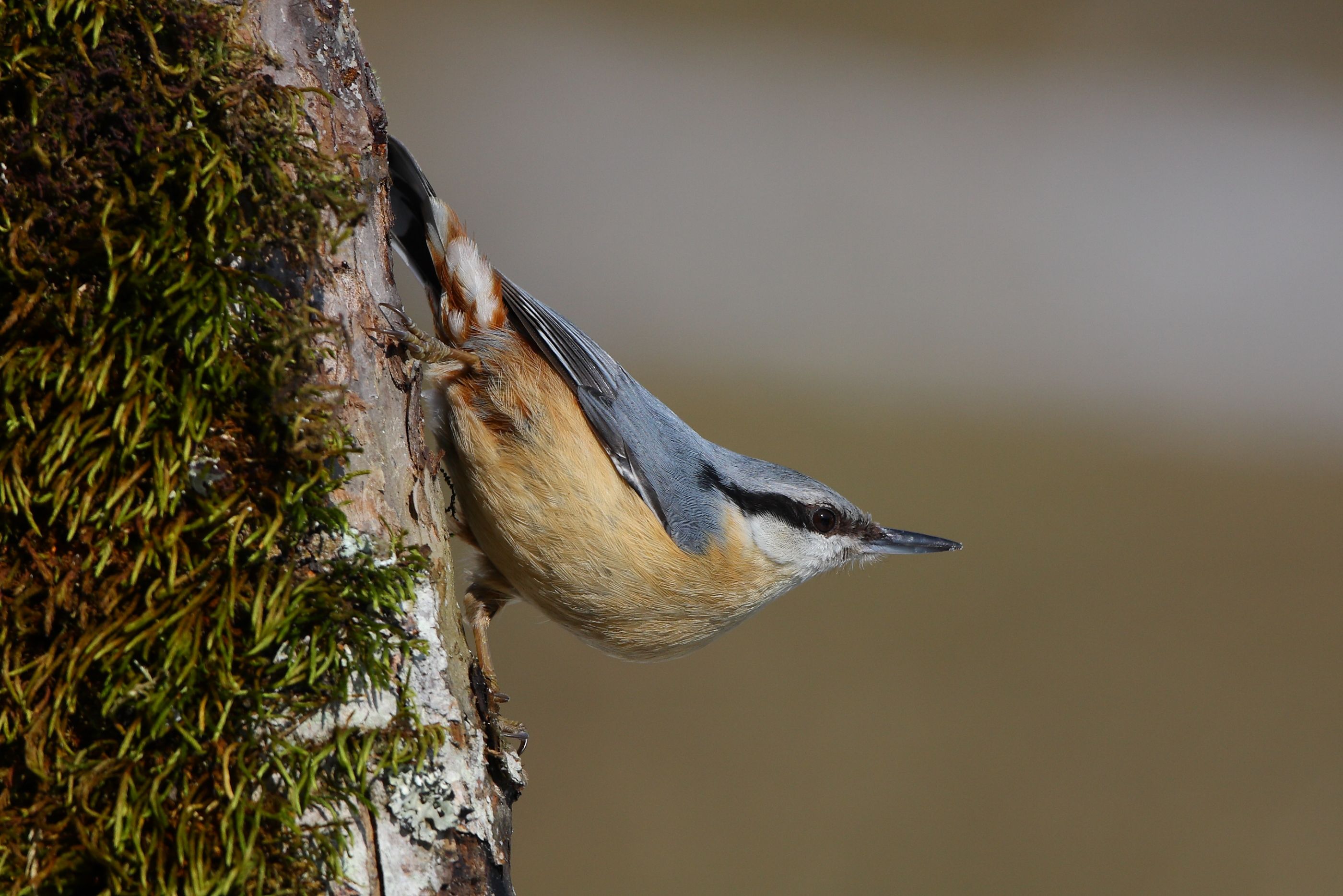 Sie sehen ein Bild von dem Kleiber- Sein Gefieder ist überwiegend blau-grau mit einer helleren Unterseite