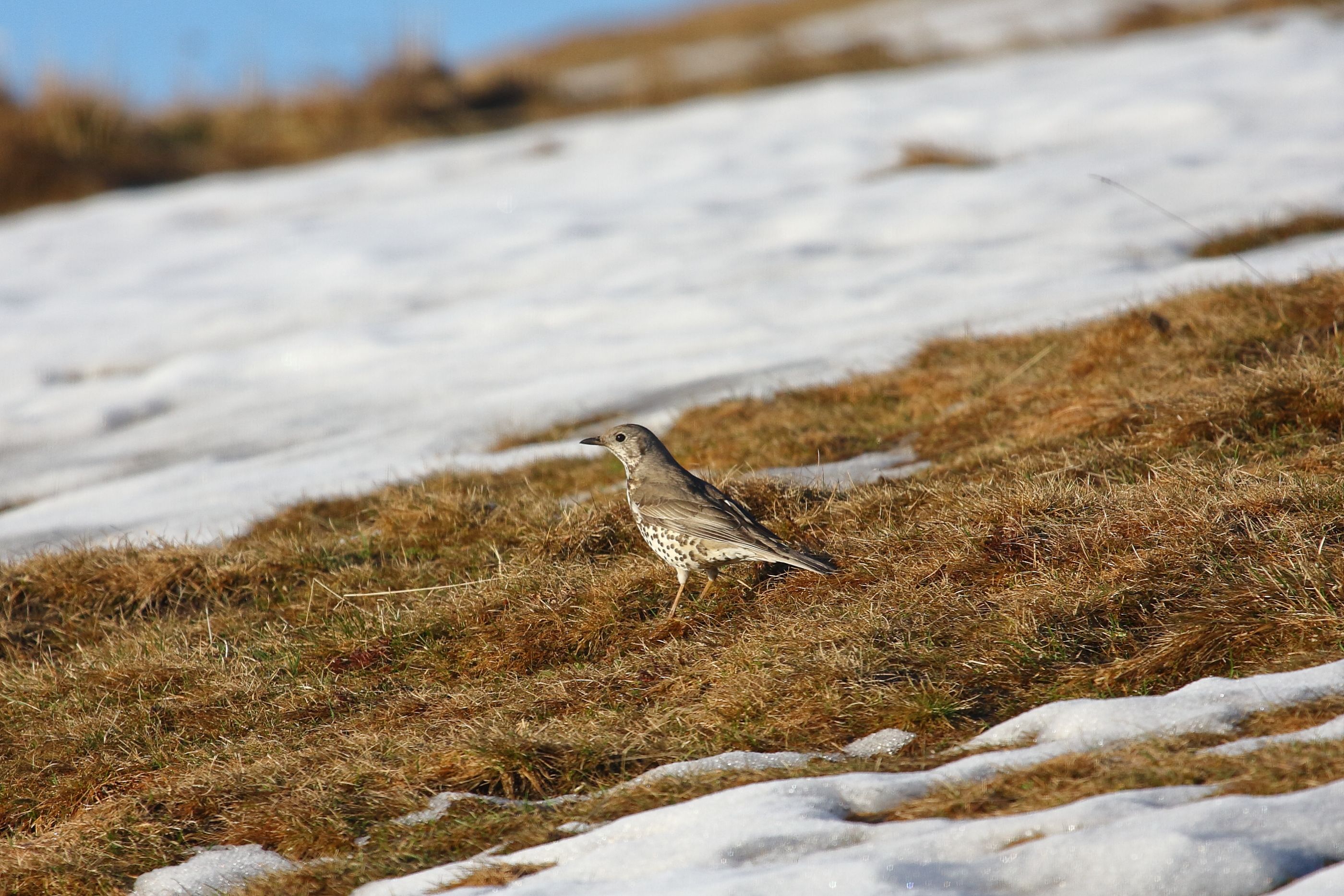 Sie sehen ein Bild mit einer Misteldrossel- Besonders markant sind die kräftigen, gelben Augen