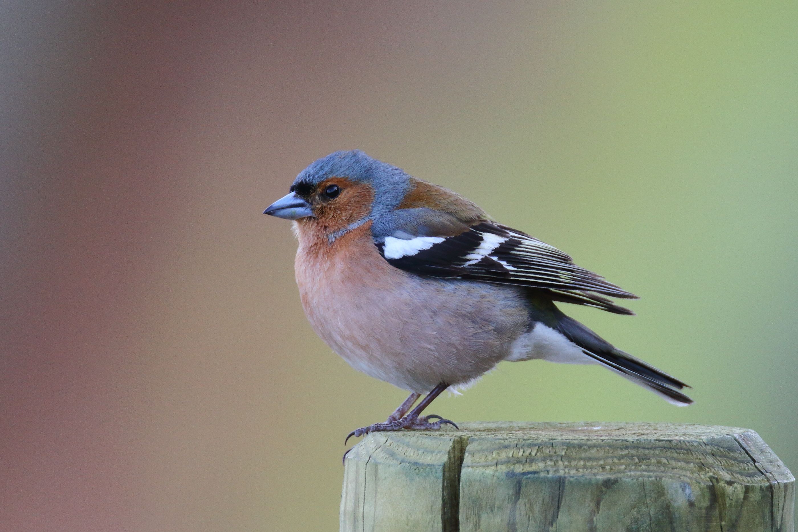 Sie sehen ein Bild mit dem Buchfink mit braun-grauem Gefieder