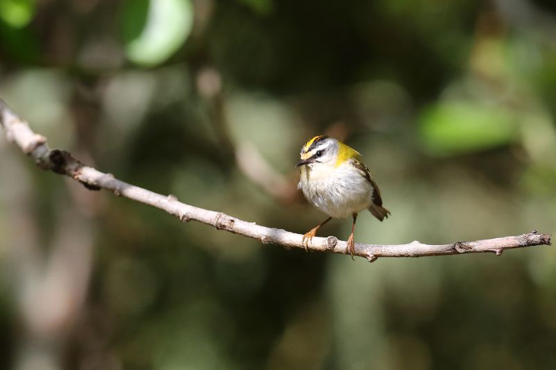 Sie sehen ein Bild mit einem Sommergoldhähnchen - Foto: © Bernhard Huber