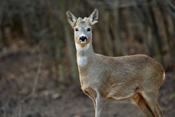 Sie sehen ein Bild von einem Knopefer. Rehbock im Wald stockfoto Foto: © xalanx – Stock photo ID:1202574580