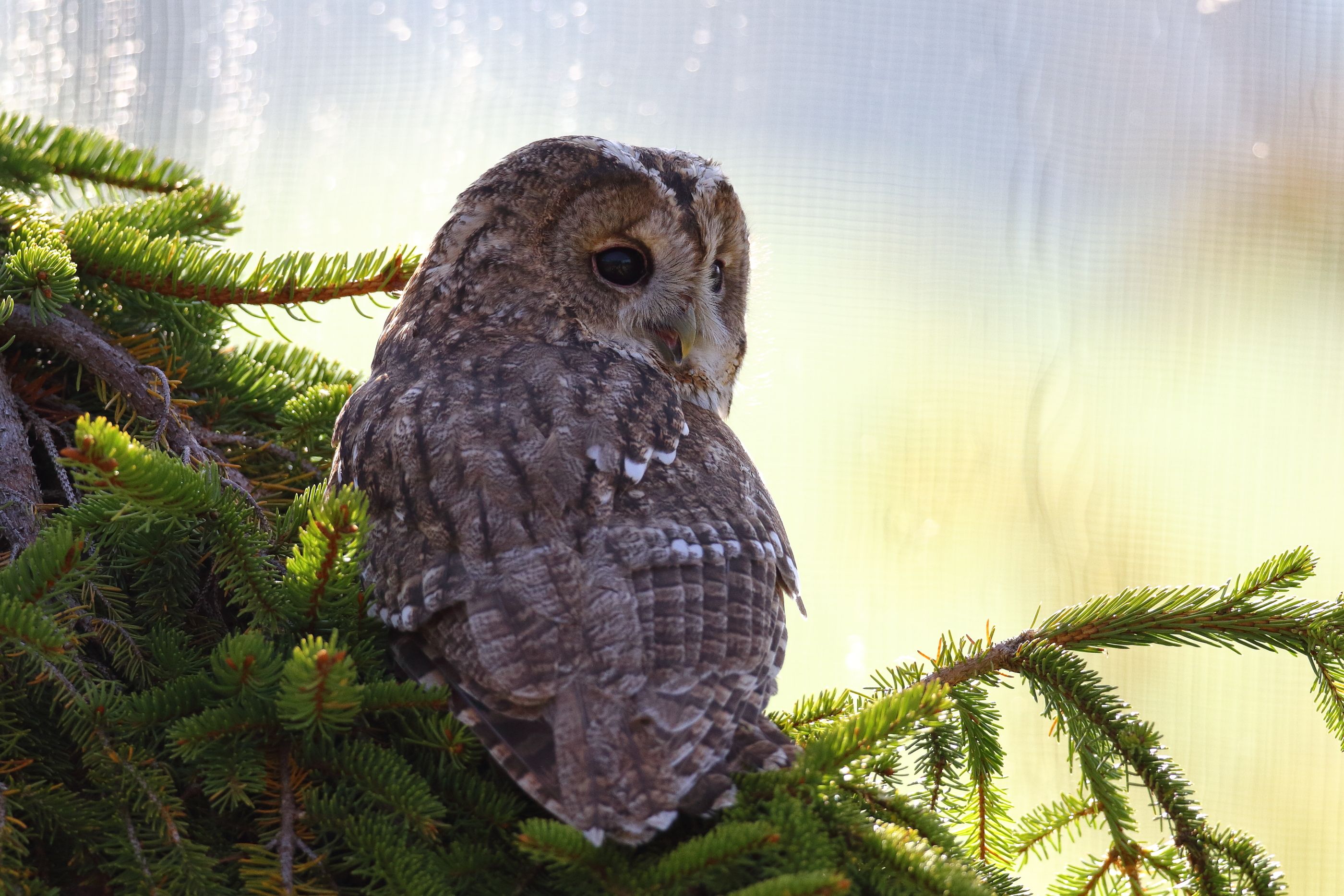 Sie sehen ein Bild mit dem  Waldkauz - er hat ein charakteristisches braunes Gefieder