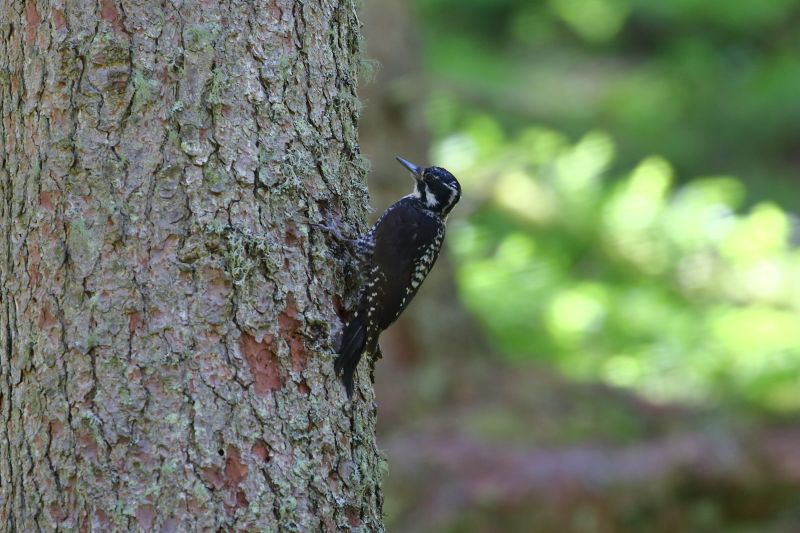 Sie sehen eine Bild mit einer Dreizehenspecht - Foto: © Bernhard Huber