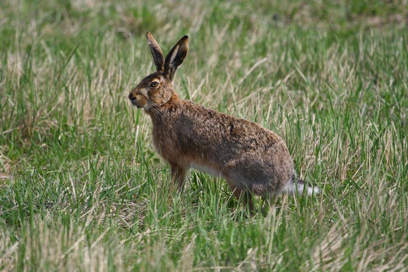 Sie sehen ein Bild mit einem Feldhase - Foto: © Bernhard Huber