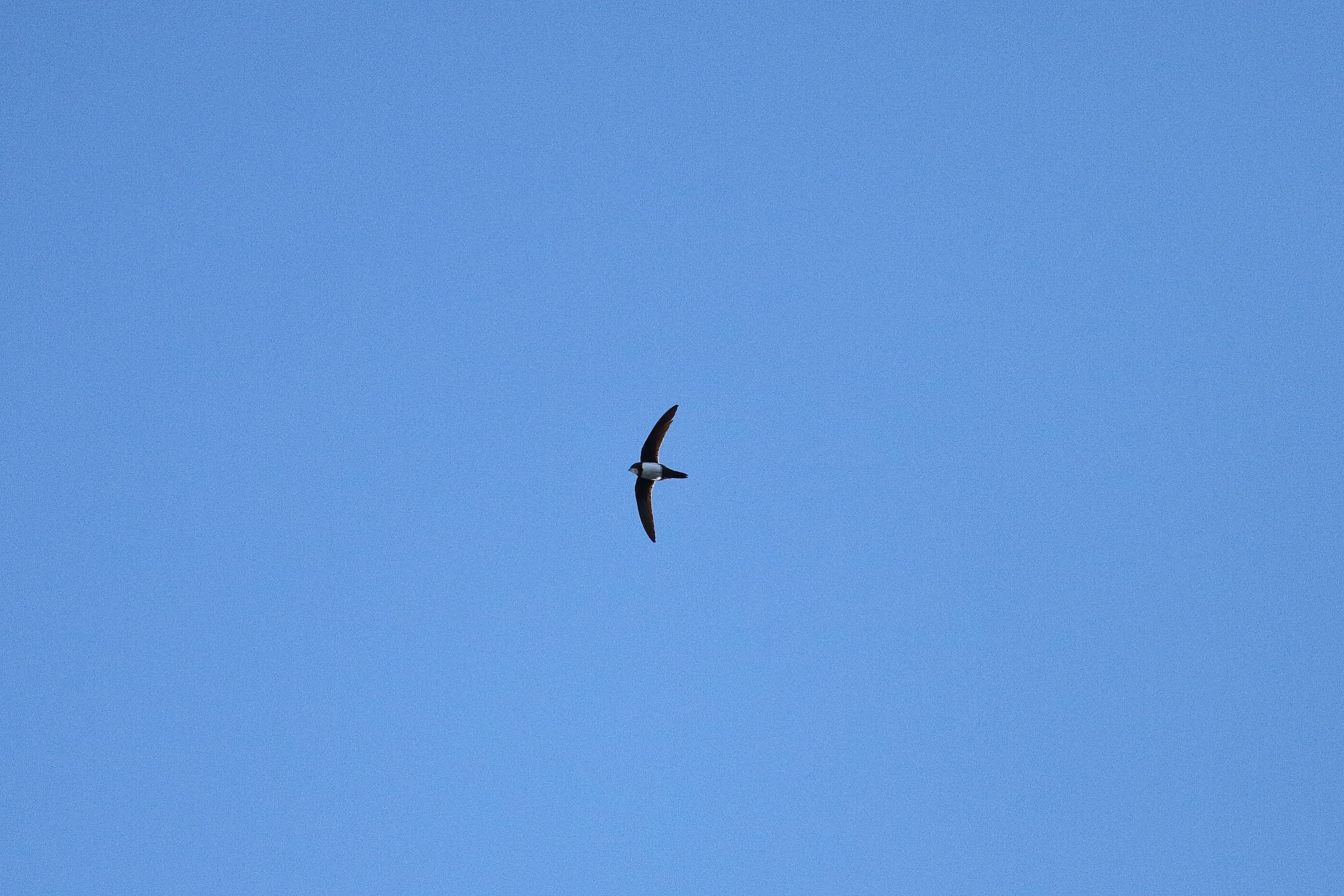 Sie sehen ein Bild mit dem Alpensegler - Mit seinem dunkelbraunen bis grauen Gefieder und den langen, sichelförmigen Flügeln ist er im Flug unverwechselbar.