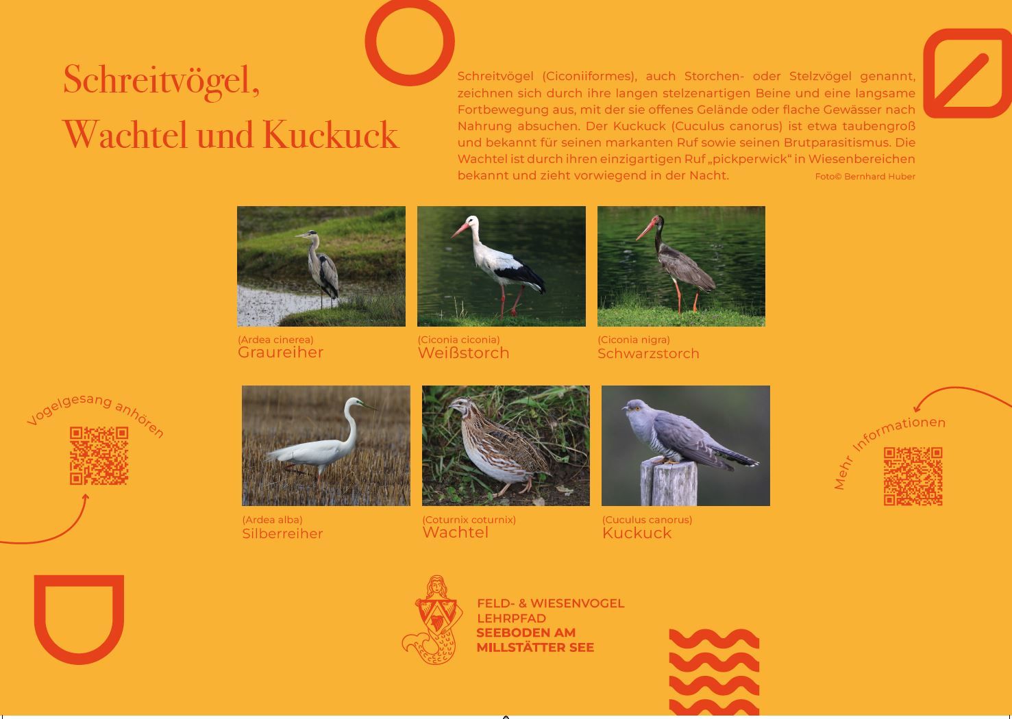 Sie sehen die Tafel mit allen Informationen zu Schreitvögel und Kuckuck