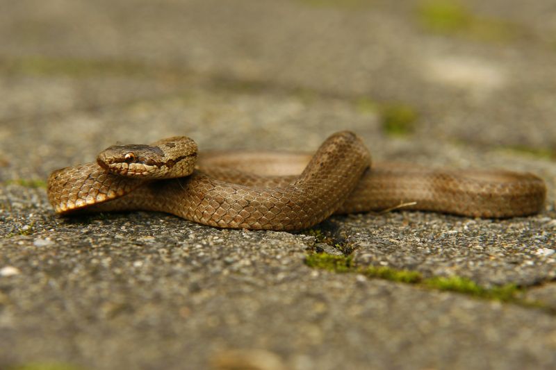 Sie sehen ein Bild von einer Schlingnatter- Schlange im Odenwald. Foto: © Eileen78 Stock photo ID:498426433