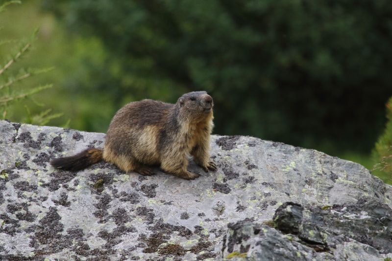 Sie sehen ein Bild mit einem Murmeltier Bär - Foto: © Bernhard Huber