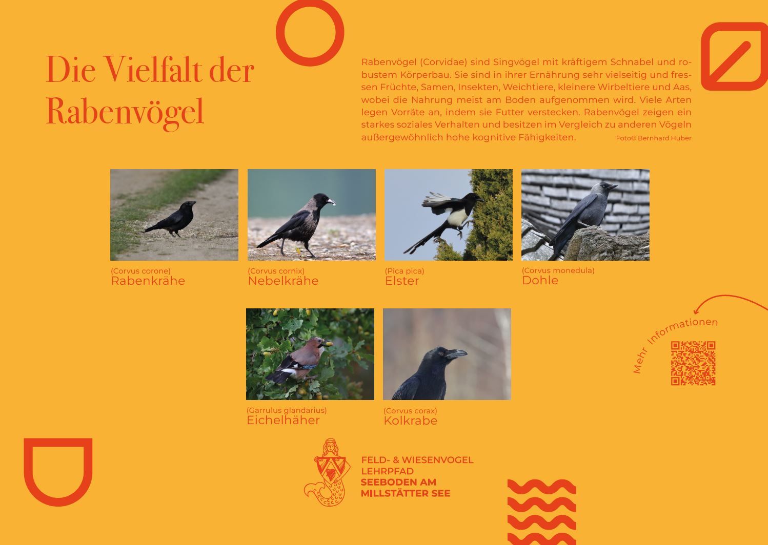 Sie sehen die Tafel mit allen Informationen zu Raben