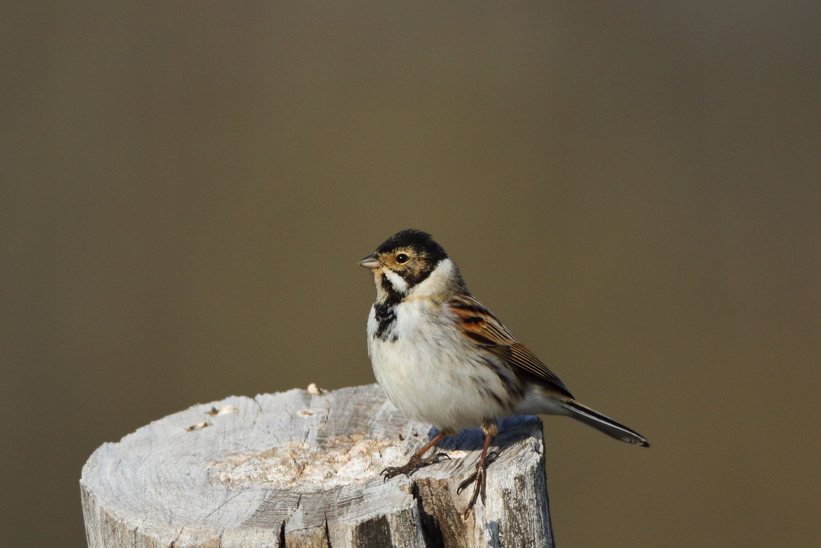 Sie sehen ein Bild mit dem Rohrammer - das Gefieder ist überwiegend braun, mit einem auffälligen, gestreiften Kopf