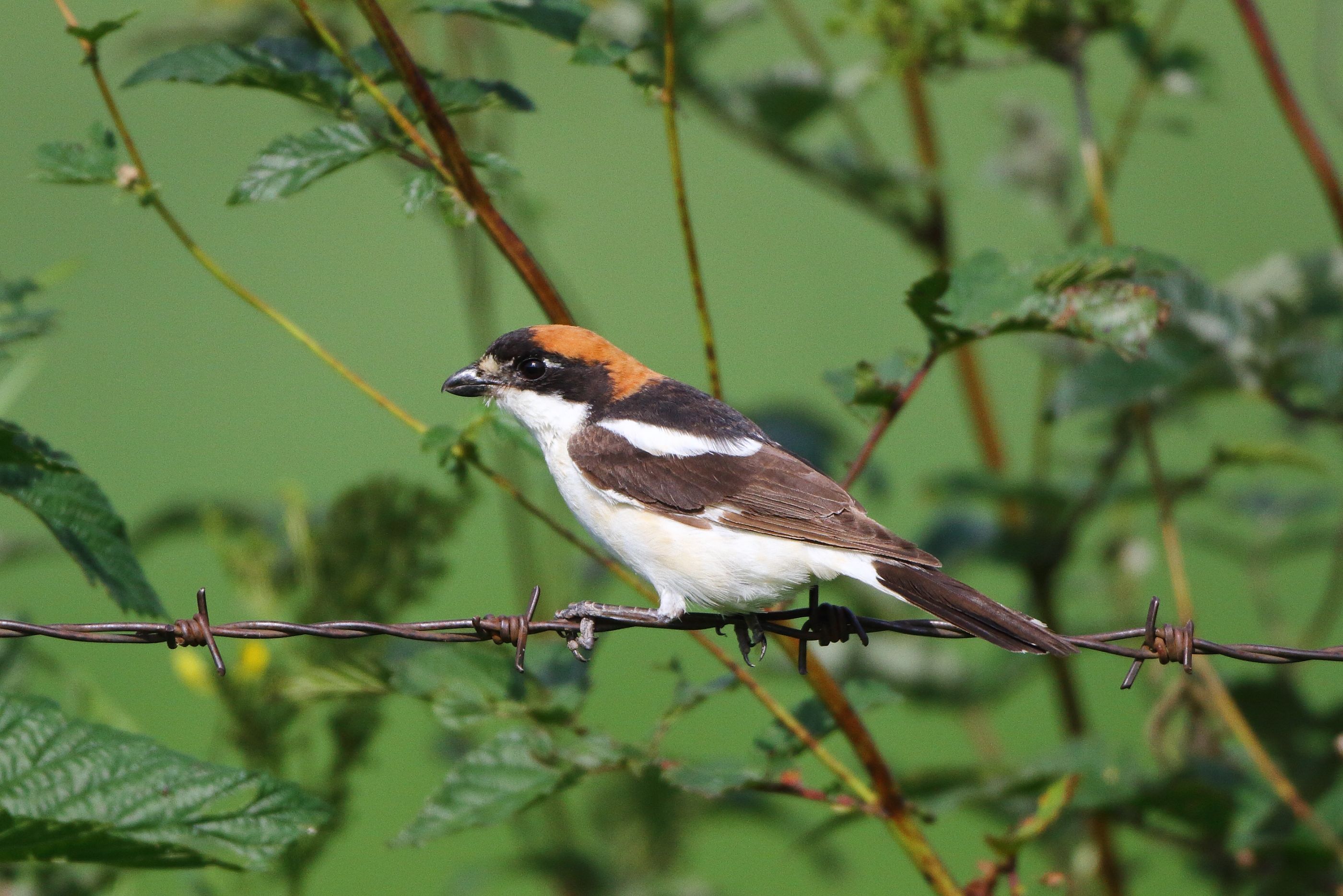Sie sehen ein Bild mit dem Rotkopfwürger - Er zeichnet sich durch seinen auffälligen roten Kopf und die markanten schwarzen Flügel und Augenstreifen aus.