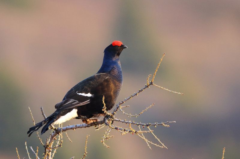 Sie sehen ein Bild mit einem Birkhahn - Foto: © Bernhard Huber