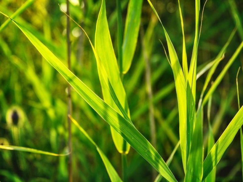Lange hellgrüne Halme wie Gras etwas breiter, wachsen auf einen dunklen Stämmchen das gerade aus der Erde ragt