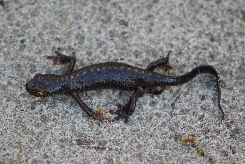 Sie sehen ein Bild mit einem Alpensalamander -  Foto: © Bernhard Huber