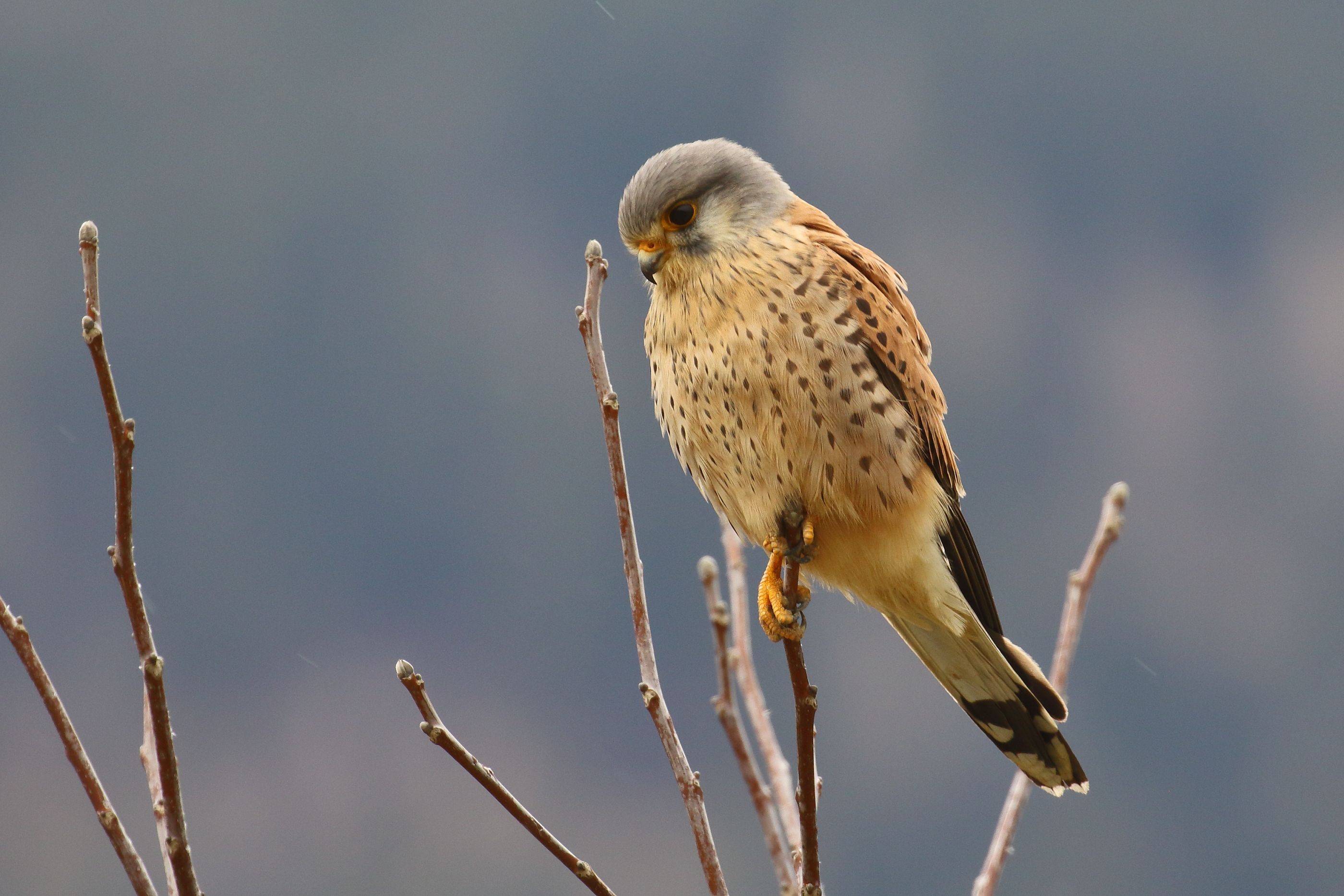 Sie sehen ein Bild mit dem Turmfalken - Das Gefieder ist rötlich braun mit schwarzem Fleckmuster