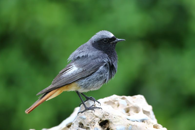 Sie sehen ein Bild von einem Hausrotschwanz - Foto: © Bernhard Huber