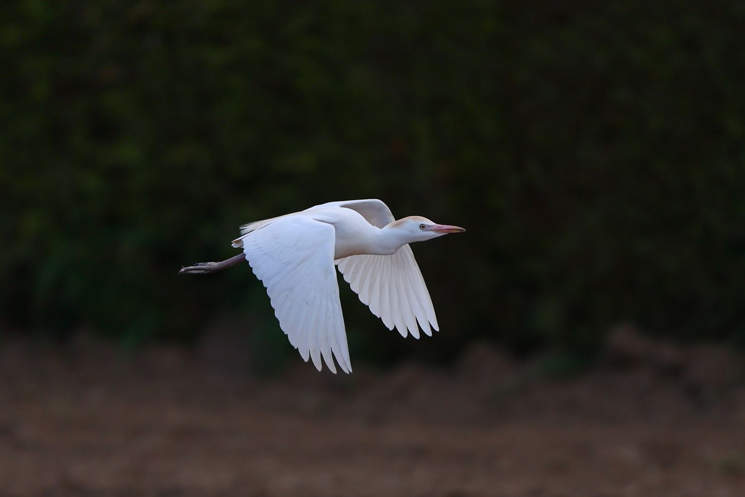 Der Kuhreiher im anflug- Foto: Bernhard Huber