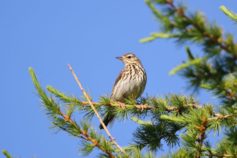 Sie sehen eine Bild mit einem Baumpieper - Foto: © Bernhard Huber
