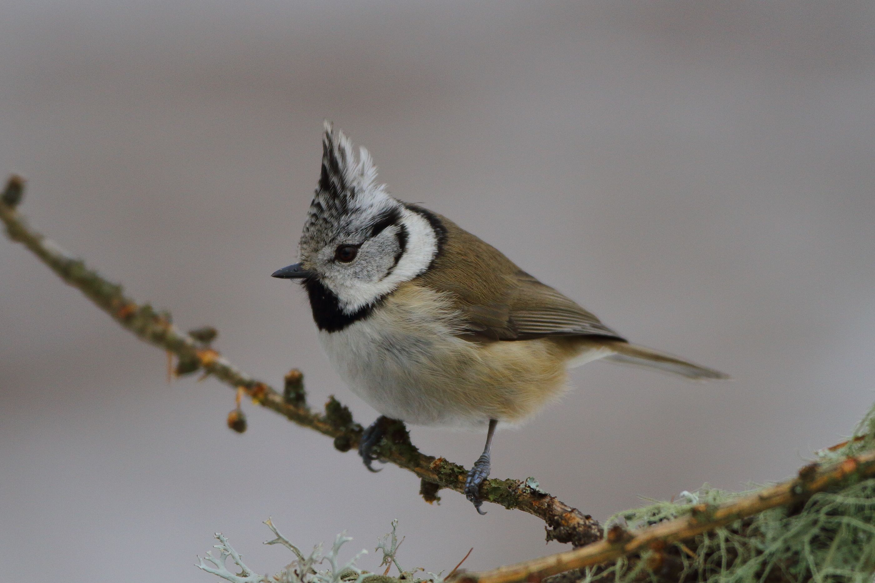 Sie sehen ein Bild mit der Haubenmeise - mit einer charakteristischen schwarzen „Haube“ auf dem Kopf