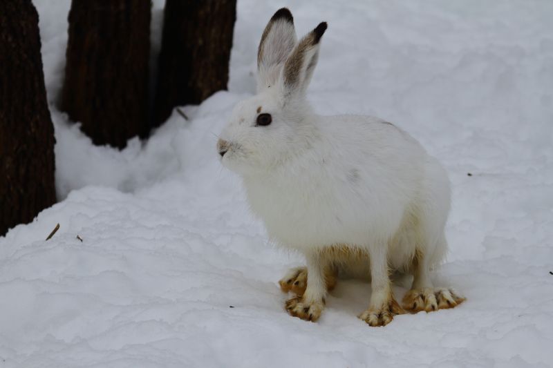 Sie sehen ein Bild von einem Schneehasen  Foto: © Bernhard Huber