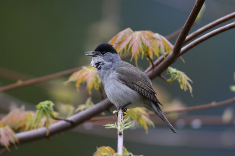Sie sehen ein Bild von einer Mönchsgrasmücke - Foto: © Bernhard Huber