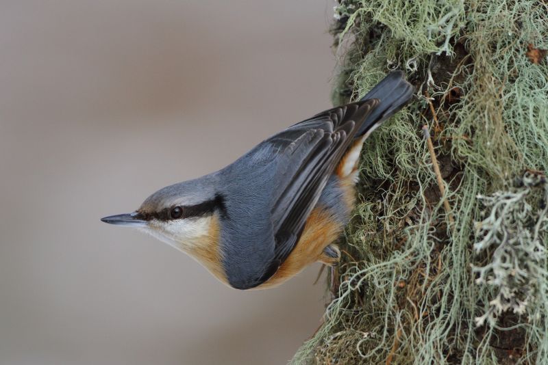 Sie sehen eine Bild mit einem Kleiber - Foto: © Bernhard Huber
