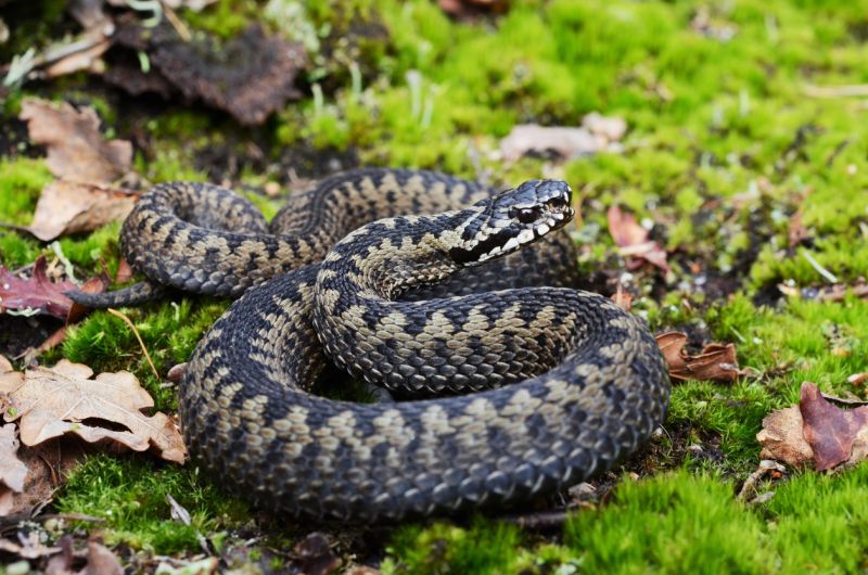 Sie sehen ein Bild mit einer Kreuzotter - Gemeinsame europäische Kreuzotter (Vipera berus) bereit zum Angriff - Foto: © 8660jan - Stock photo ID:1192716904
