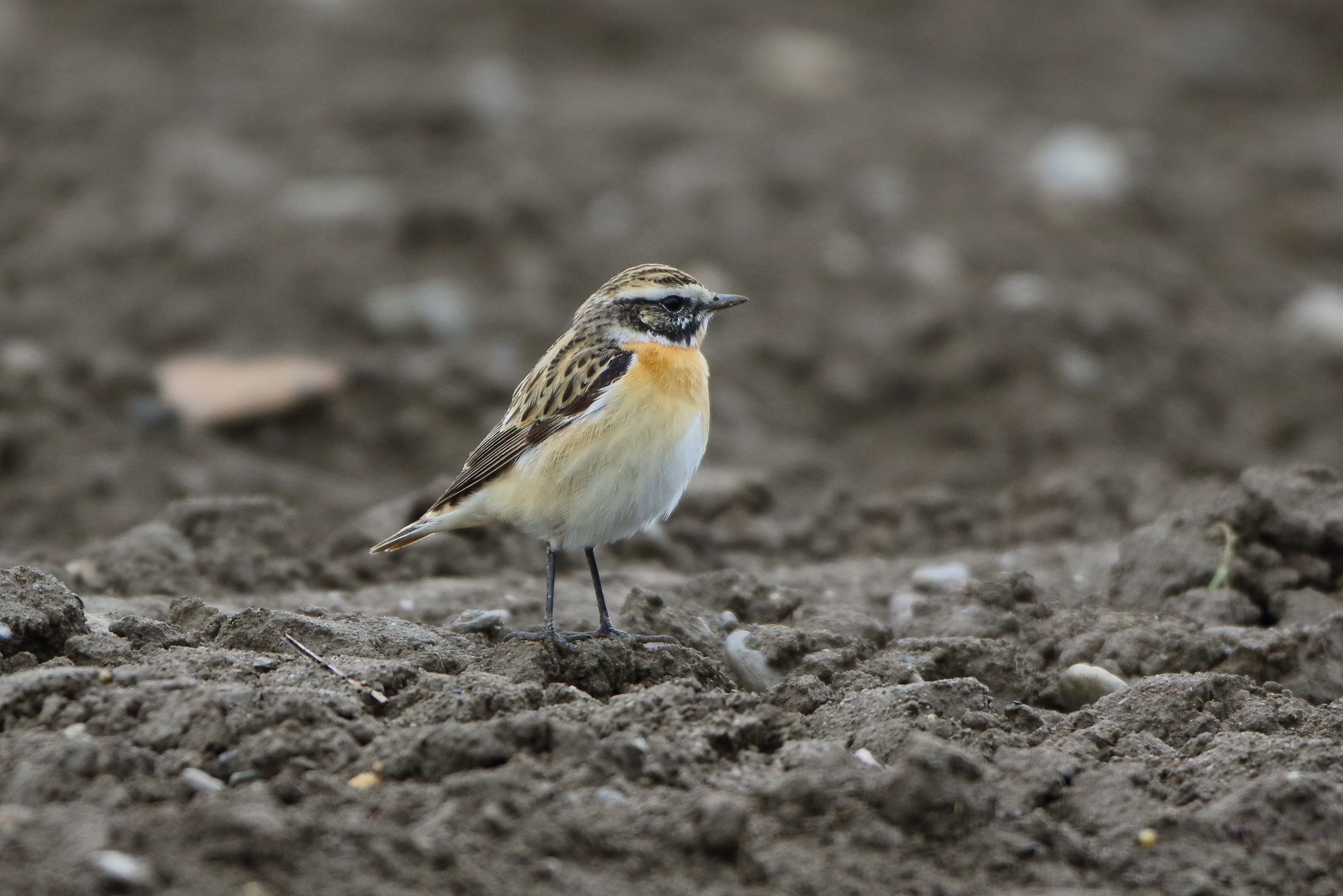 Sie sehen ein Bild mit dem Braunkehlchen- Sein Gefieder ist auf der Oberseite braun und grau