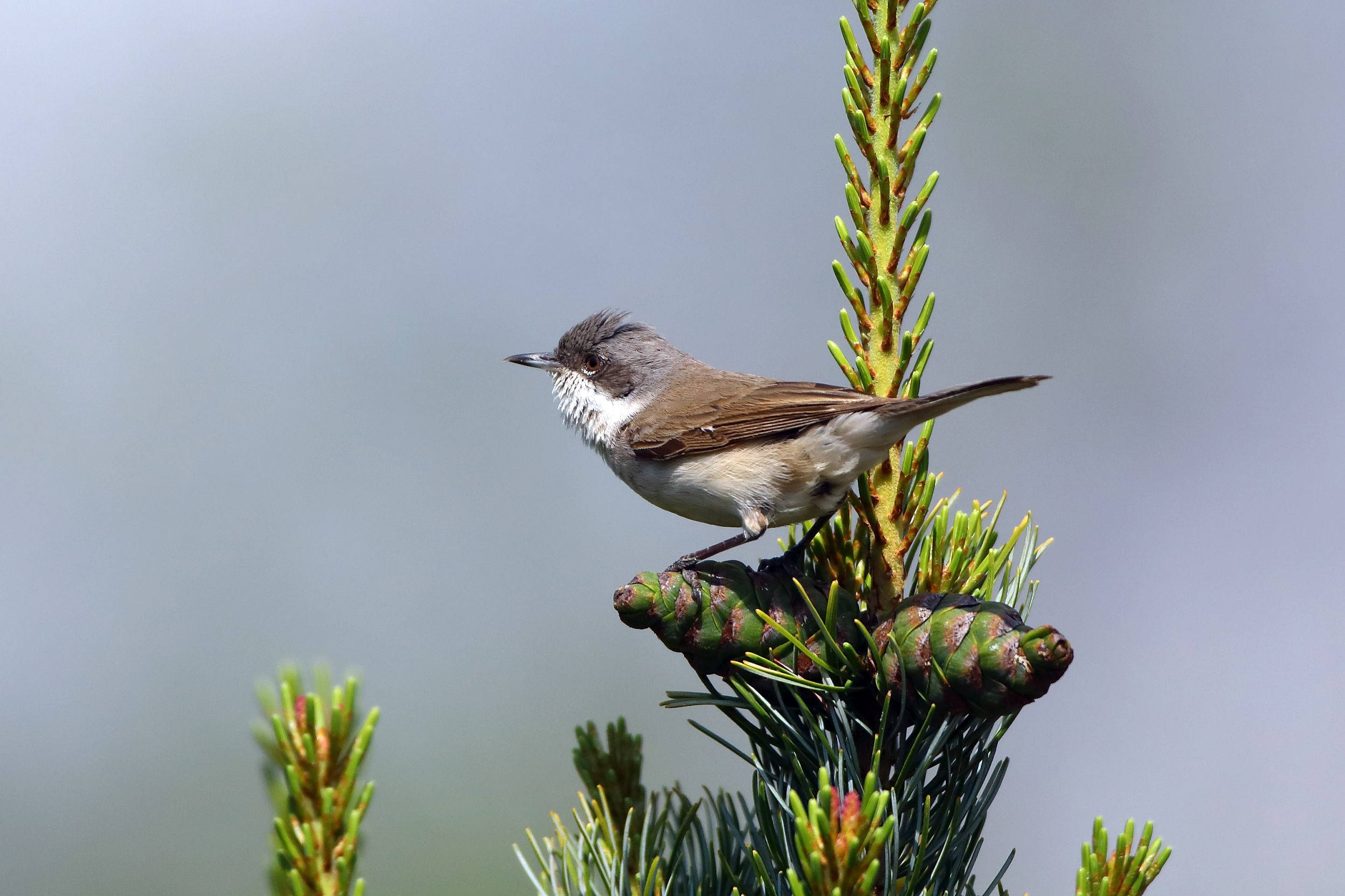 Sie sehen ein Bild mit der Klappergrasmücke mit überwiegend graubraunen Gefieder