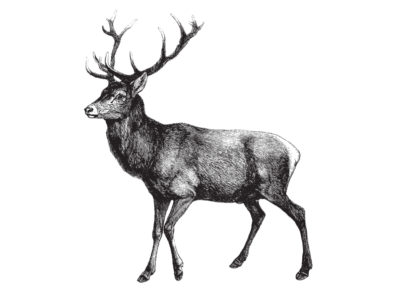 Sie sehen ein Bild mit einem gezeichneten Rothirsch - Vintage gravierte Illustration isoliert auf weißem Hintergrund - Rothirsch (Cervus Elaphus) Credit:Hein Nouwens i-Stock: Stock illustration ID:1366013075 